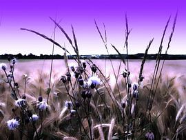 PAYSAGE EN VIOLET sur M.A. Ziehr