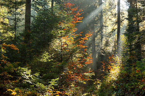 Ein wunderschöner Herbstwald, in dem Sonnenstrahlen durch das dichte Blätterdach dringen