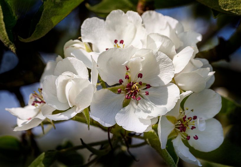Birnenblüte in der Betuwe, Niederlande (1) von Adelheid Smitt