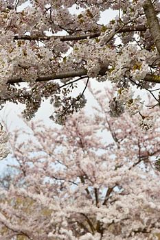 Cerisier japonais en fleur Sakura
