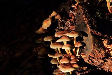 Paddenstoelen groeiend op een boom van Bobsphotography