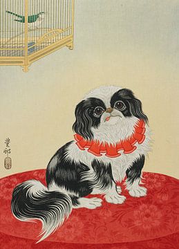Pug Dog, Ohara Koson