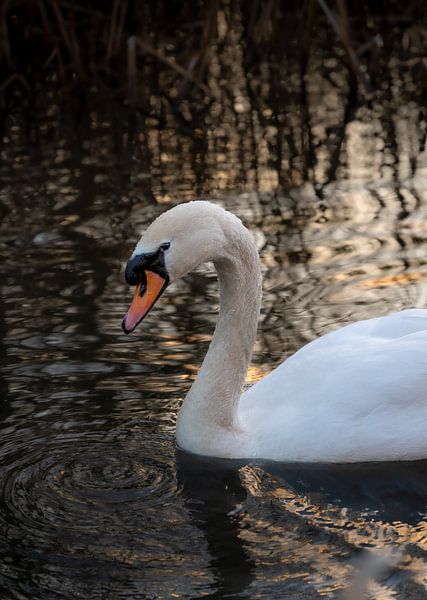 Portrait of a swan in the water by Elles van der Veen
