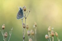Haybird under the dew