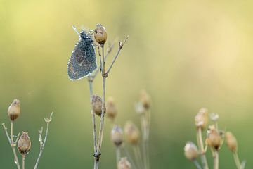 Oiseau de foin sous la rosée sur Karin Imming