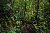 Wandelen in het regenwoud van Panama