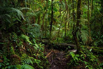 Wandelen in het regenwoud van Panama van Michiel Dros