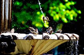 A Birdbath in Madrid, Spain by Aydin Adnan