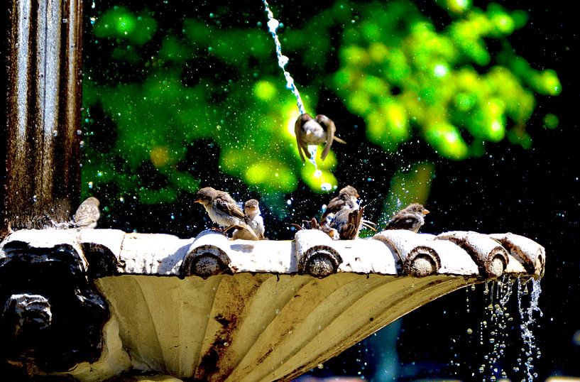 Een vogelbad in Madrid, Spanje van Aydin Adnan