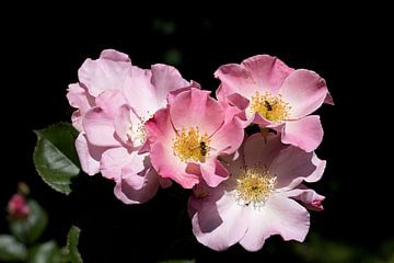 roze rozen met een zweefvlieg van W J Kok