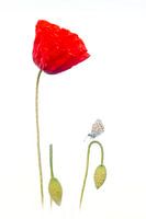 Icarus blue on poppy