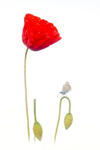 Ikarus blau auf Mohn von Ronald Hofmeester