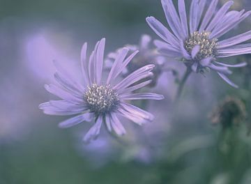 Blumen Teil 345 von Tania Perneel