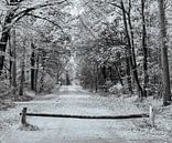 Herfst in zwart wit van Ingrid Aanen thumbnail