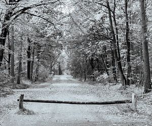 Herbst in Schwarz-Weiß