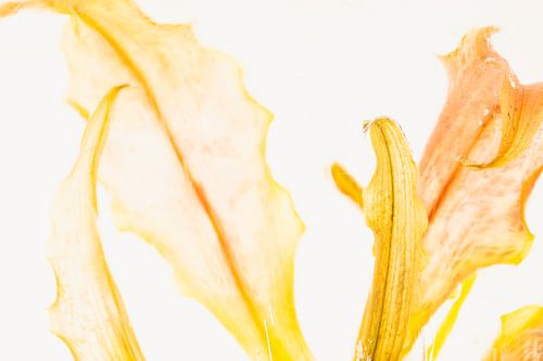 Gloriosa dans la glace 2