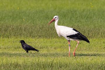 Une cigogne suit un corbeau