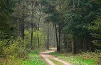 Chemin forestier avec des pins par Corinne Welp Aperçu