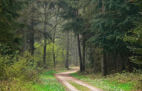 Forest path with pine trees