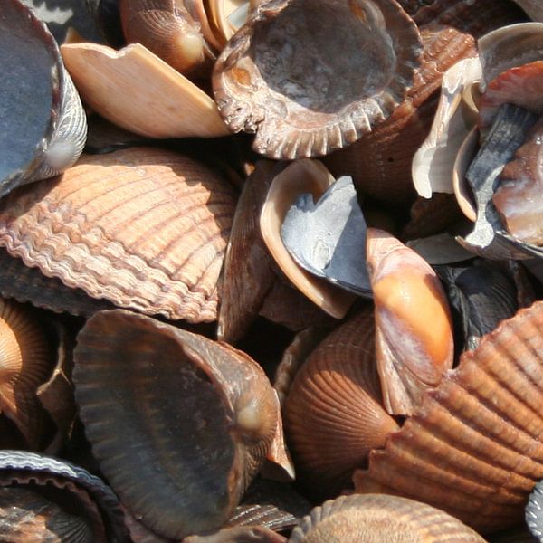 Brown shells von Queen Emma