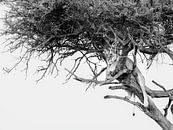 Lion grimpant aux arbres par Marije Rademaker Aperçu