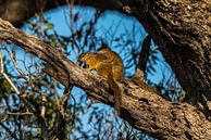 (Lanzerac) Eekhoorn (Zuid Afrika) - Sciurus van Rob Smit thumbnail