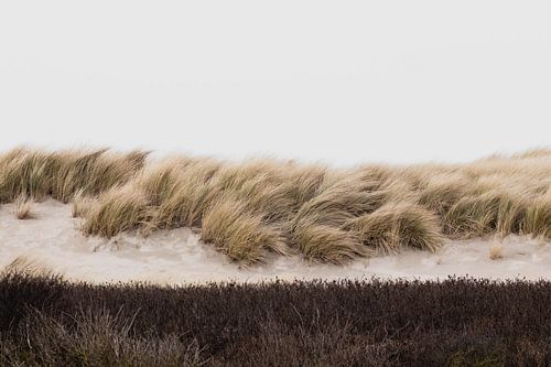 Les dunes du Westduinpark à Scheveningen