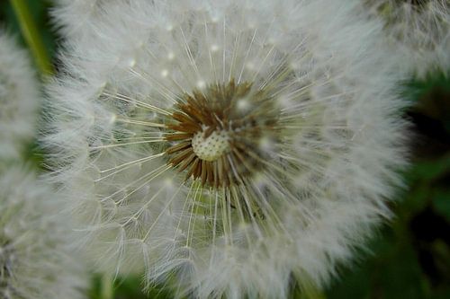 Zo licht als een veertje paardenbloem.