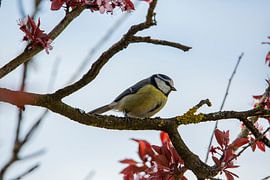 Pimpelmees op dunne tak in tuin van Martin Steiner