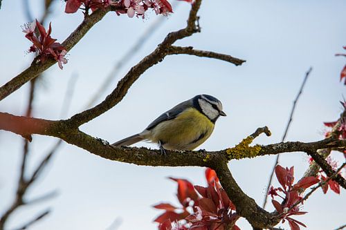 Pimpelmees op dunne tak in tuin