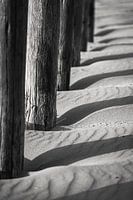 Rhythm of the Dunes