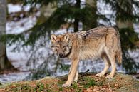 Wolf - zijaanzicht van Willem Laros | Reis- en landschapsfotografie thumbnail
