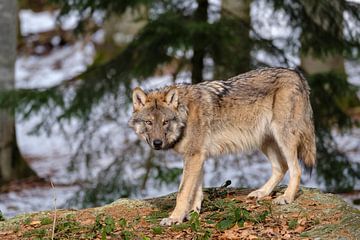 Loup - vue latérale sur Willem Laros | Reis- en landschapsfotografie