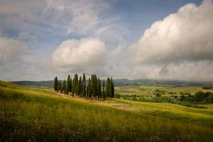 Gruppe von Zypressen in Val d'Orcia, Toskana