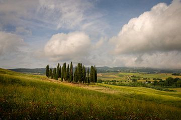 Groep cipressen in Val d'Orcia,  Toscane van Bo Scheeringa Photography