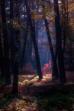 Posbank fairytale forest by Rob van der Teen