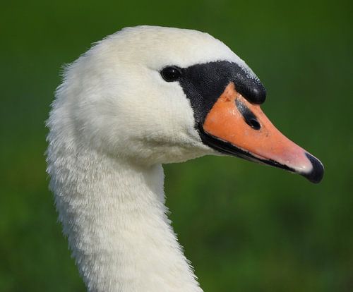 Portret Zwaan
