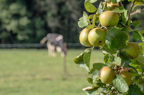 Koe met appels