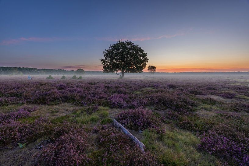 Sunrise on the Bussum Heath by peterheinspictures