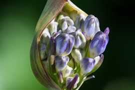 Buds of a blue Agapanthus push into the sunlight by Joachim Küster