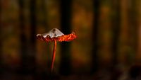 Licht in de duisternis van Mieke Engelbos Photography thumbnail