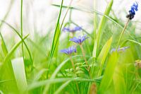 paarse bloemen in gras
