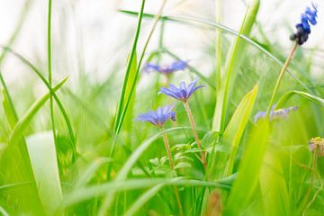paarse bloemen in gras van Daphne Kleine
