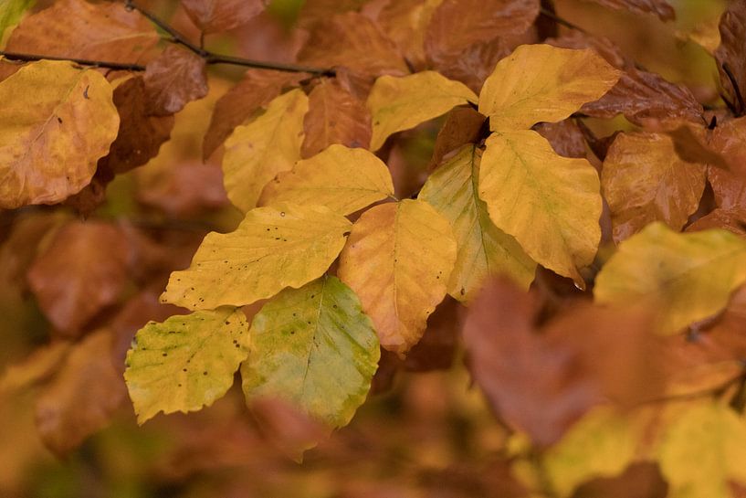 Herfstbladeren in goudgele tint van Marianne Twijnstra