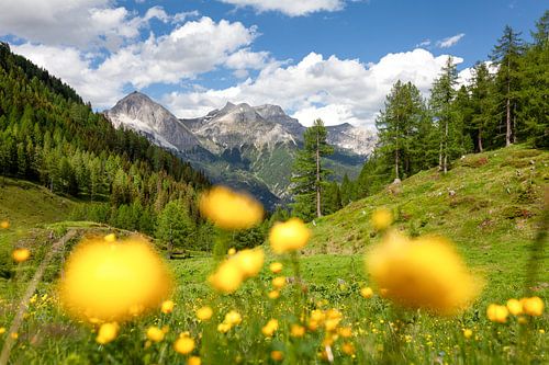 Blick über eine Trollblumenwiese auf die Berge der Alpen