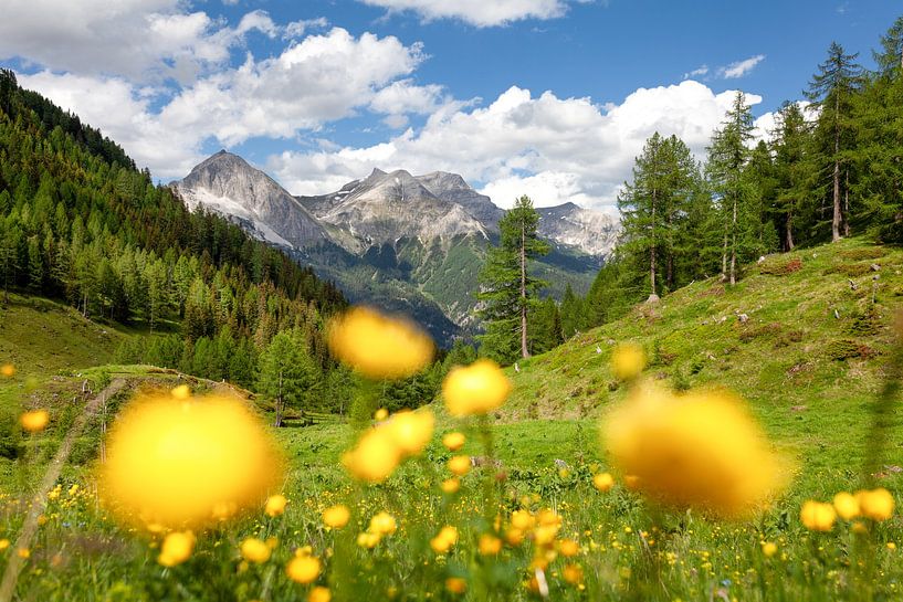 Blick über eine Trollblumenwiese auf die Berge der Alpen von Studio17
