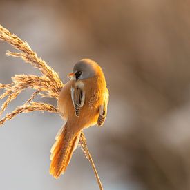 Panure à moustaches sur un panache de roseaux dans le soleil d'un matin d'hiver sur Neil Kampherbeek