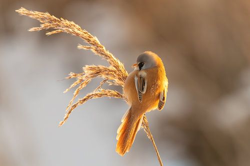 Bearded Reedling in winter morning sunshine