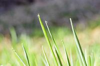 Tautropfen