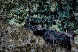 Bull by Schwarzes Pech Photography